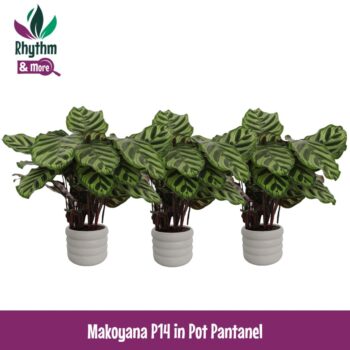 Calathea 14cm Makoyana in Pantanel Keramiek - Rhythm & More