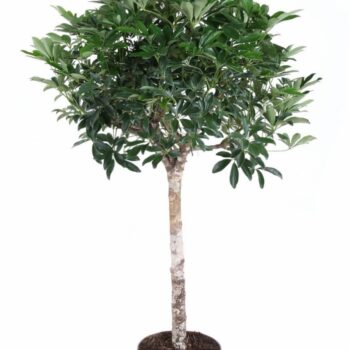 Schefflera Compacta stam P27