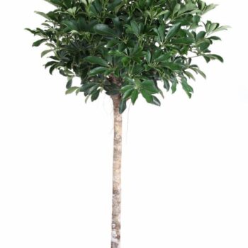 Schefflera Compacta stam P31