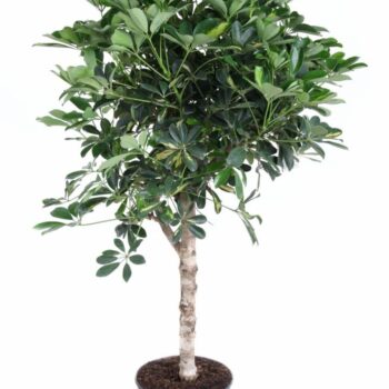 Schefflera Gold Capella stam P27