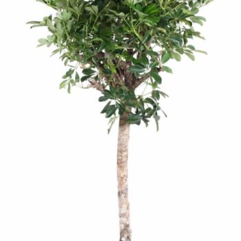 Schefflera Gold Capella stam P31