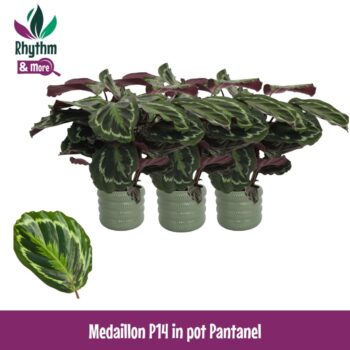 Calathea 14cm Medaillon in Pantanel Keramiek - Rhythm & More