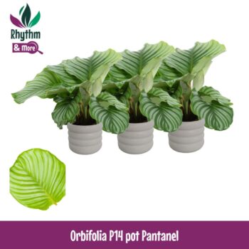 Calathea 14cm Orbifolia in Pantanel Keramiek - Rhythm & More