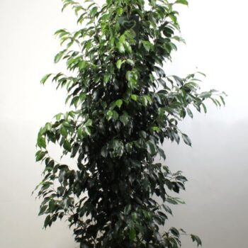 FICUS benjamina Danielle