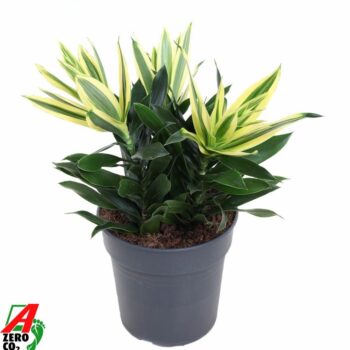 Dracaena Sri Lanka kopstek 3PP P19