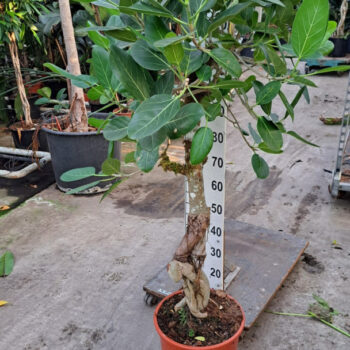 Ficus Benghalensis Audry special stam 160