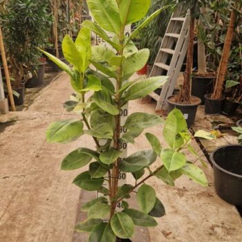 Ficus Shivereana Moonshine 170