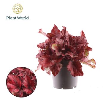 Begonia rex Red Bull