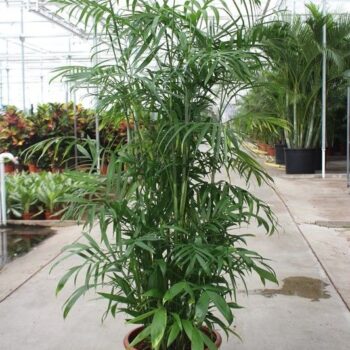 Chamaedorea Seifrizii