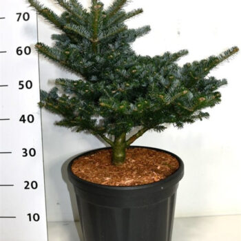 Abies k. 'Discus'
