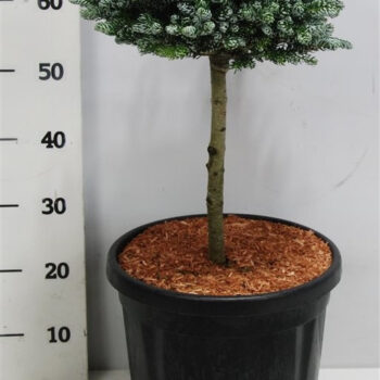 Abies k. 'Kohout's Icebreaker'