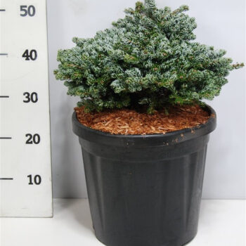 Abies k. 'Kohout's Icebreaker'