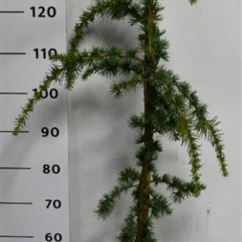 Cedrus atl. 'Glauca Pendula'