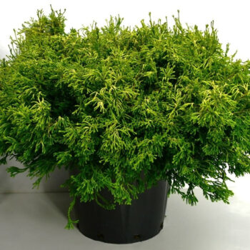 Chamaecyparis o. 'Gitte'