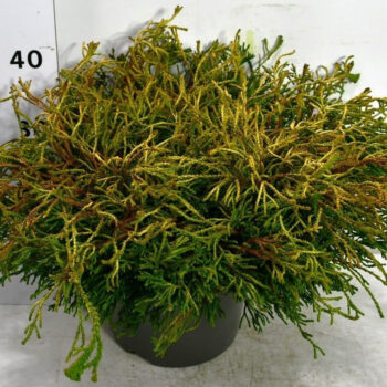 Chamaecyparis o. 'Gitte'