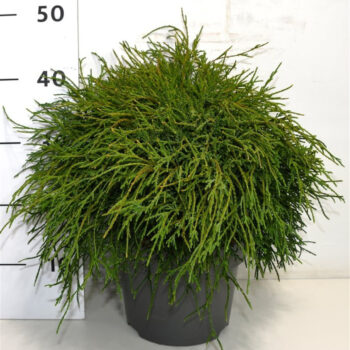 Chamaecyparis p. 'Filifera Nana'
