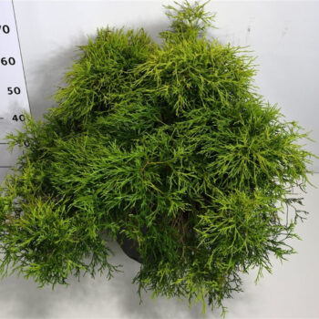 Chamaecyparis p. 'Sungold'