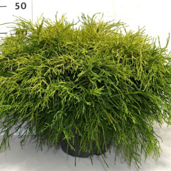 Chamaecyparis p. 'Sungold'