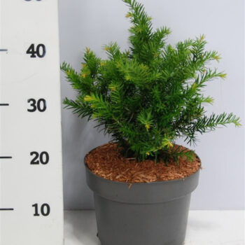 Taxus b. 'Repandens'