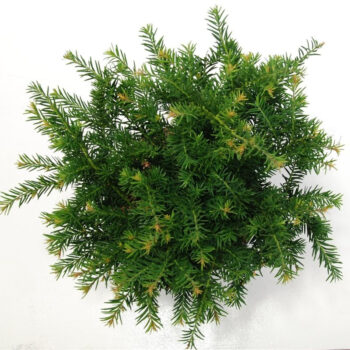 Taxus b. 'Repandens'