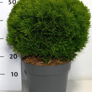 Thuja occ. 'Danica'