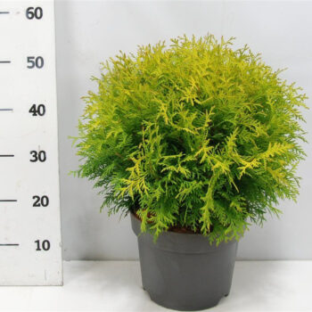 Thuja occ. 'Golden Globe'
