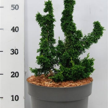 Thuja occ. 'Malonyana Holub'