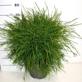 Thuya occ. "Pin Cushion'