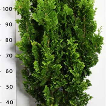 Thuja occ. 'Zmatlik'