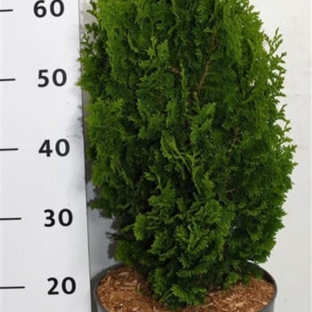 Thuja occ. 'Zmatlik'