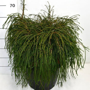 Thuja pl. 'Whipcord'