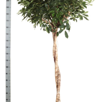 Schefflera arb. Compacta twister
