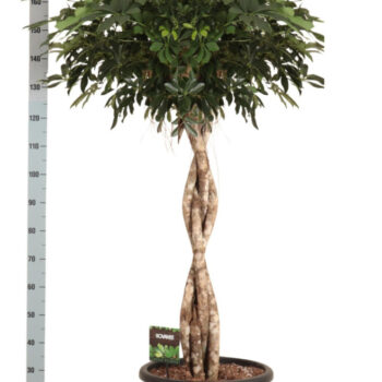 Schefflera arb. Compacta melted braid