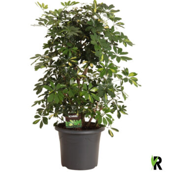 Schefflera arb. Gold Capella vertakt