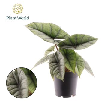 Alocasia Platinum