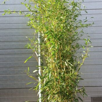phyllostachys aurea
