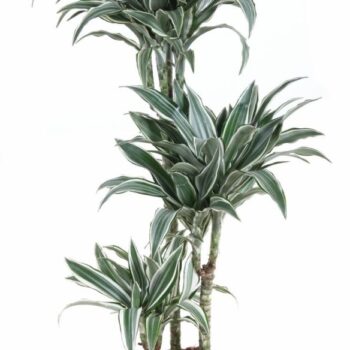 Dracaena White Bird 60-30-15