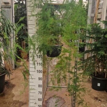 Asparagus Sprengeri hangplant XL