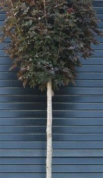 Acer plat. 'Crimson Sentry'