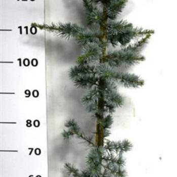 Cedrus l. 'Glauca'