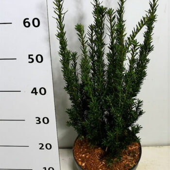 Taxus media 'Hillii'