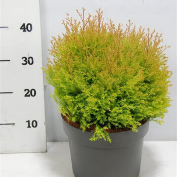 Thuja occ. Fire Chief