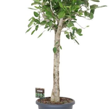 Ficus bengh. Audrey op stam