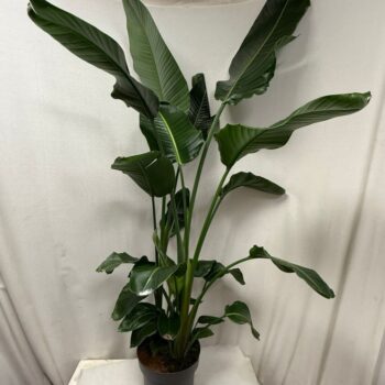 Strelitzia Nicolai 32cm