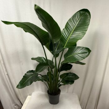 Strelitzia Nicolai 24cm