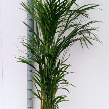 dypsis