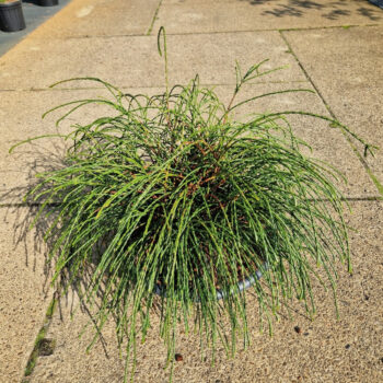 Thuja plicata 'Whipcord'