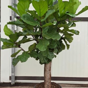 Ficus Lyrata stam 200