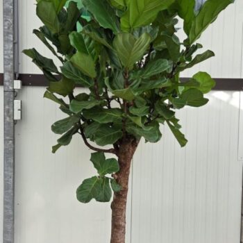 Ficus Lyrata stam 300