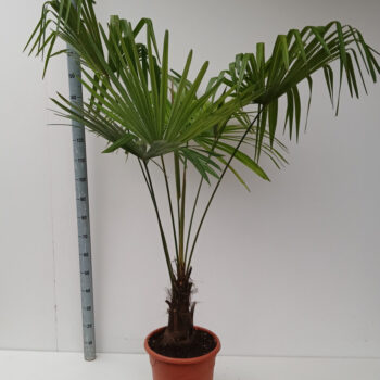 trachycarpus fortunei